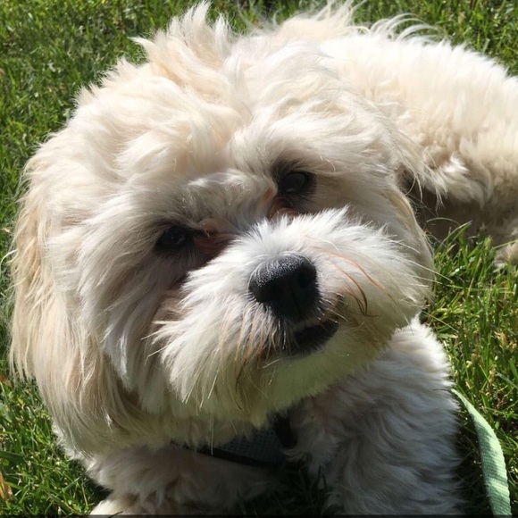 Meet your Posher, Siya - Picture 1 of 1